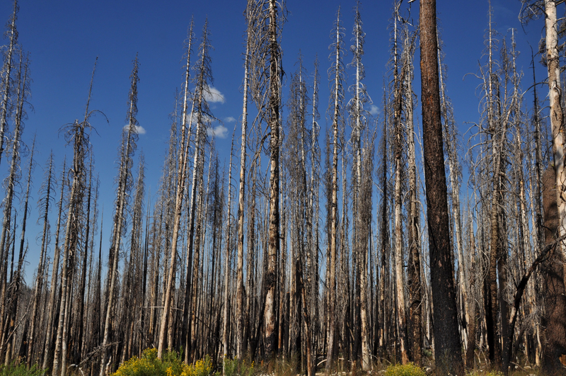 A burned forest near California’s Lassen Peak, an area near some of the sites in the woodpecker study